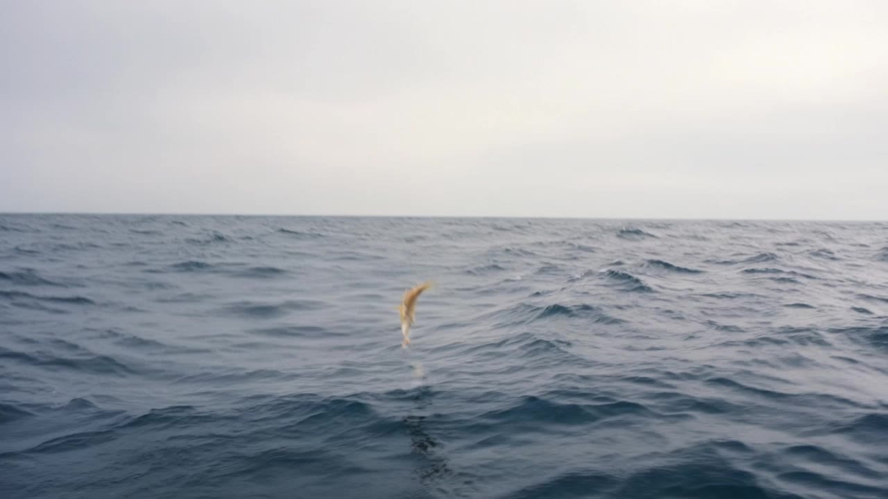 smoking fish - amelia asthetics AI video