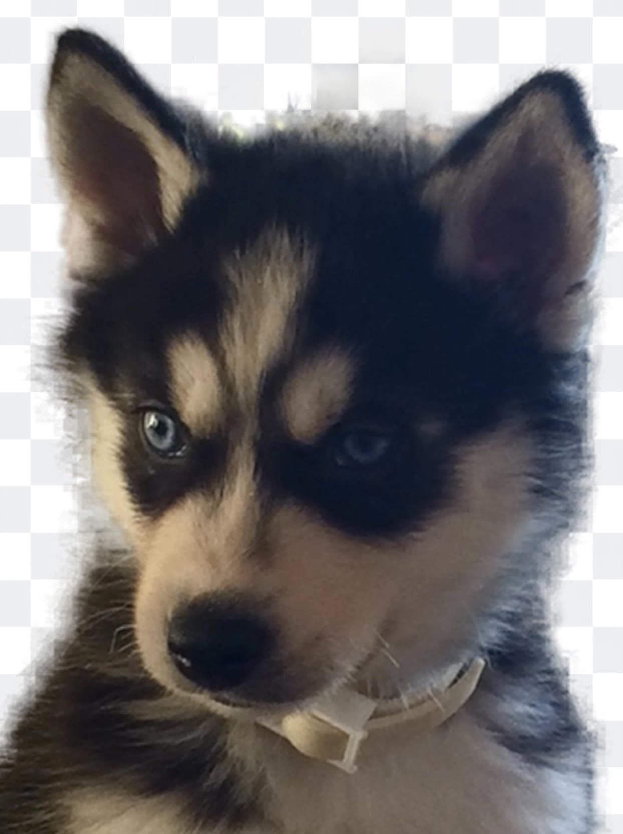 Husky Morph - morph ai AI video