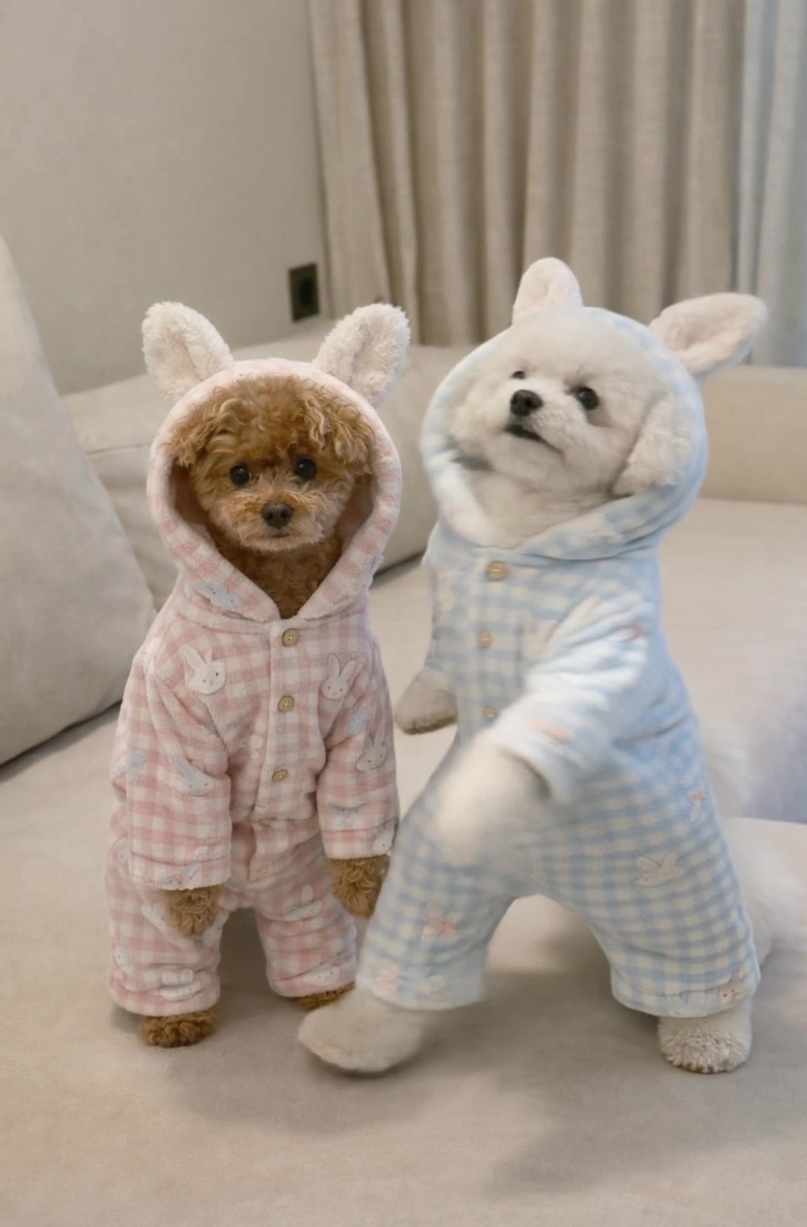 Kling AI work 299347378508608 - dog image to video AI video