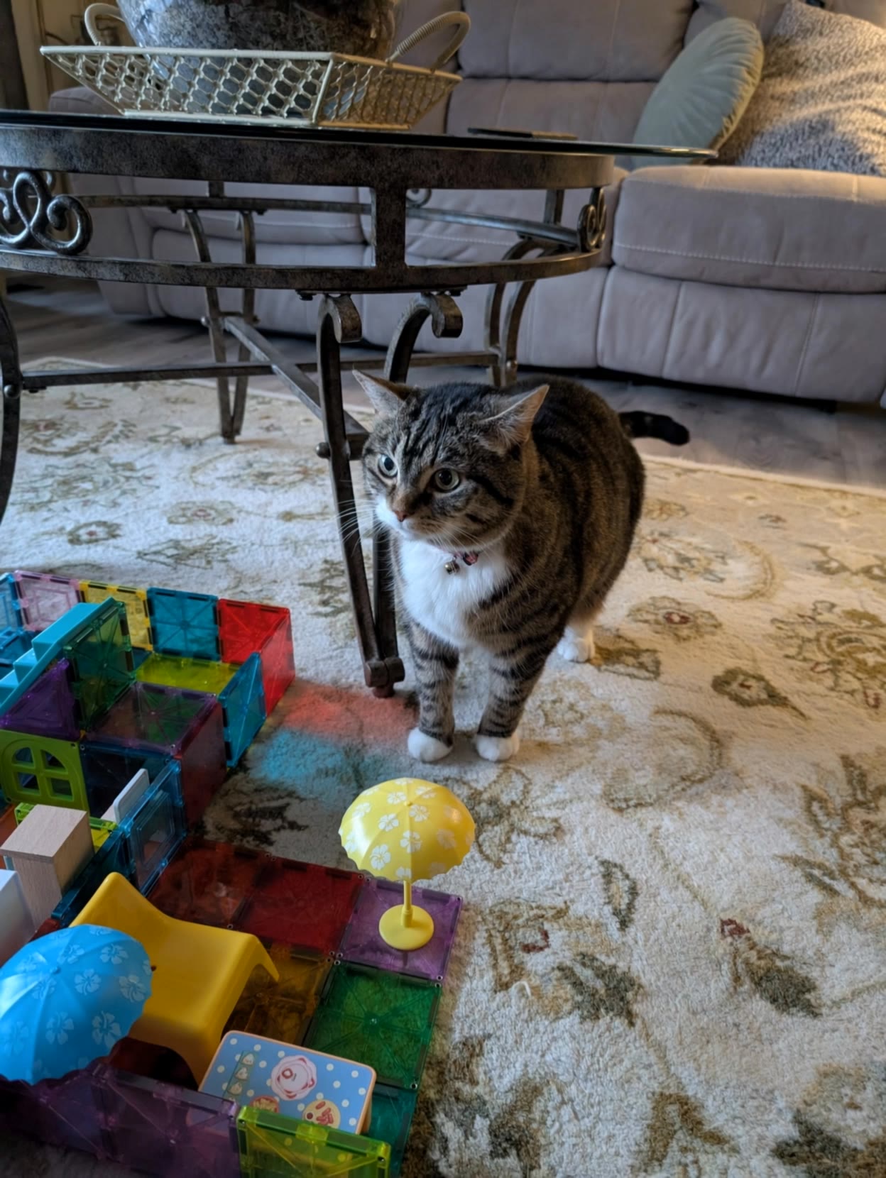 impatient cat - ai cat video AI video