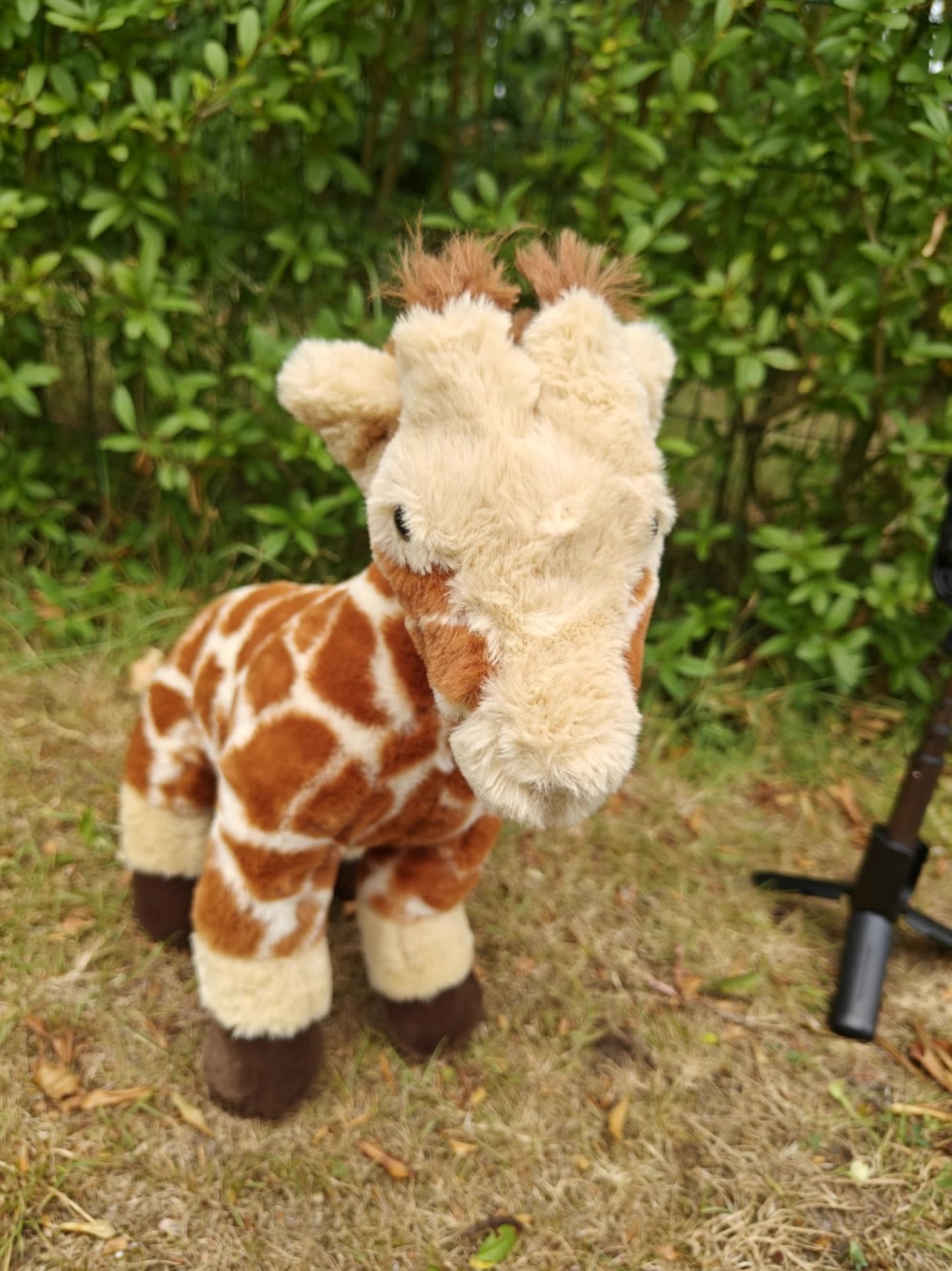 Kling AI work 317038188506986 - colors of a giraffe AI video