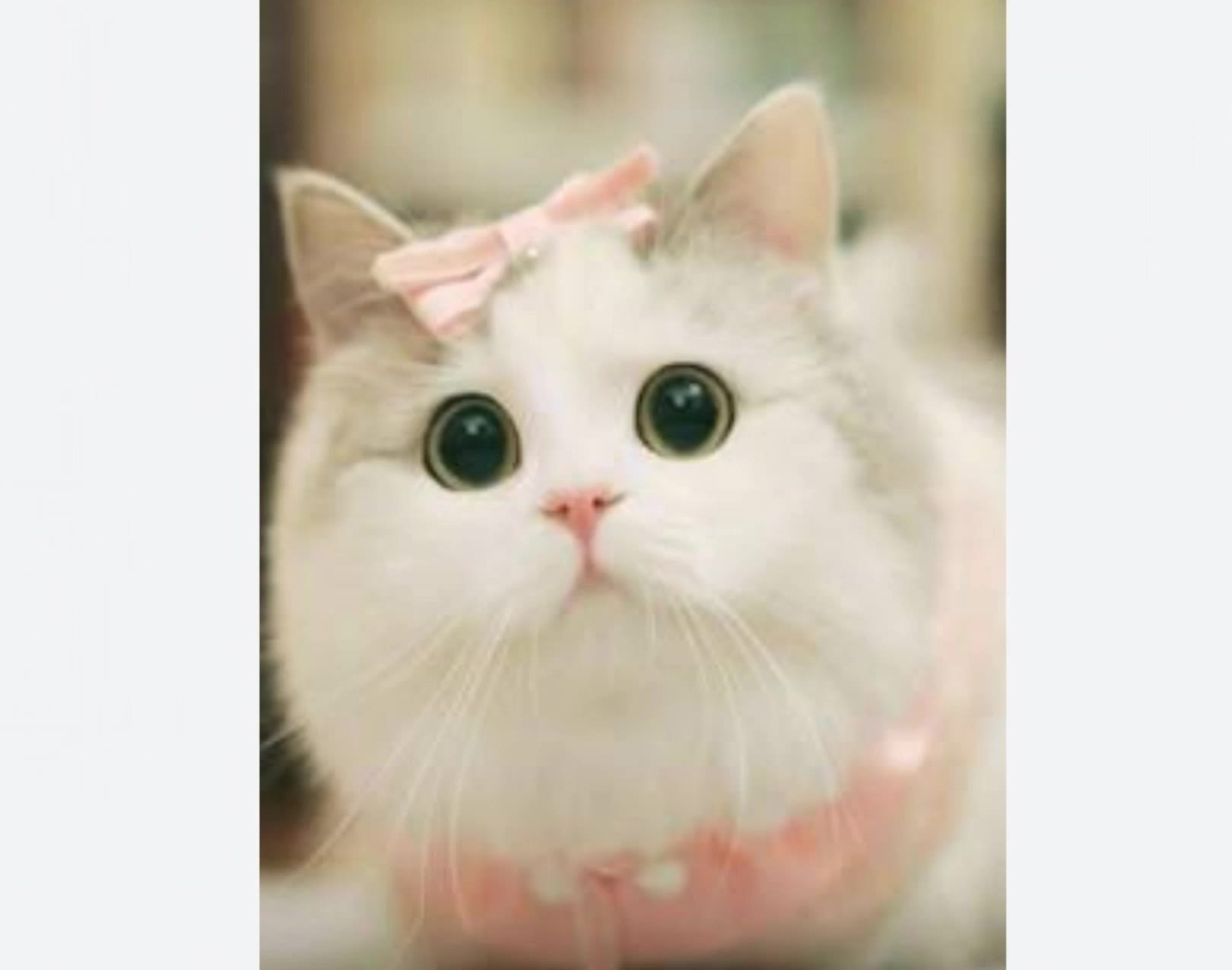Kling AI work 314880043662156 - cute cat ai AI video
