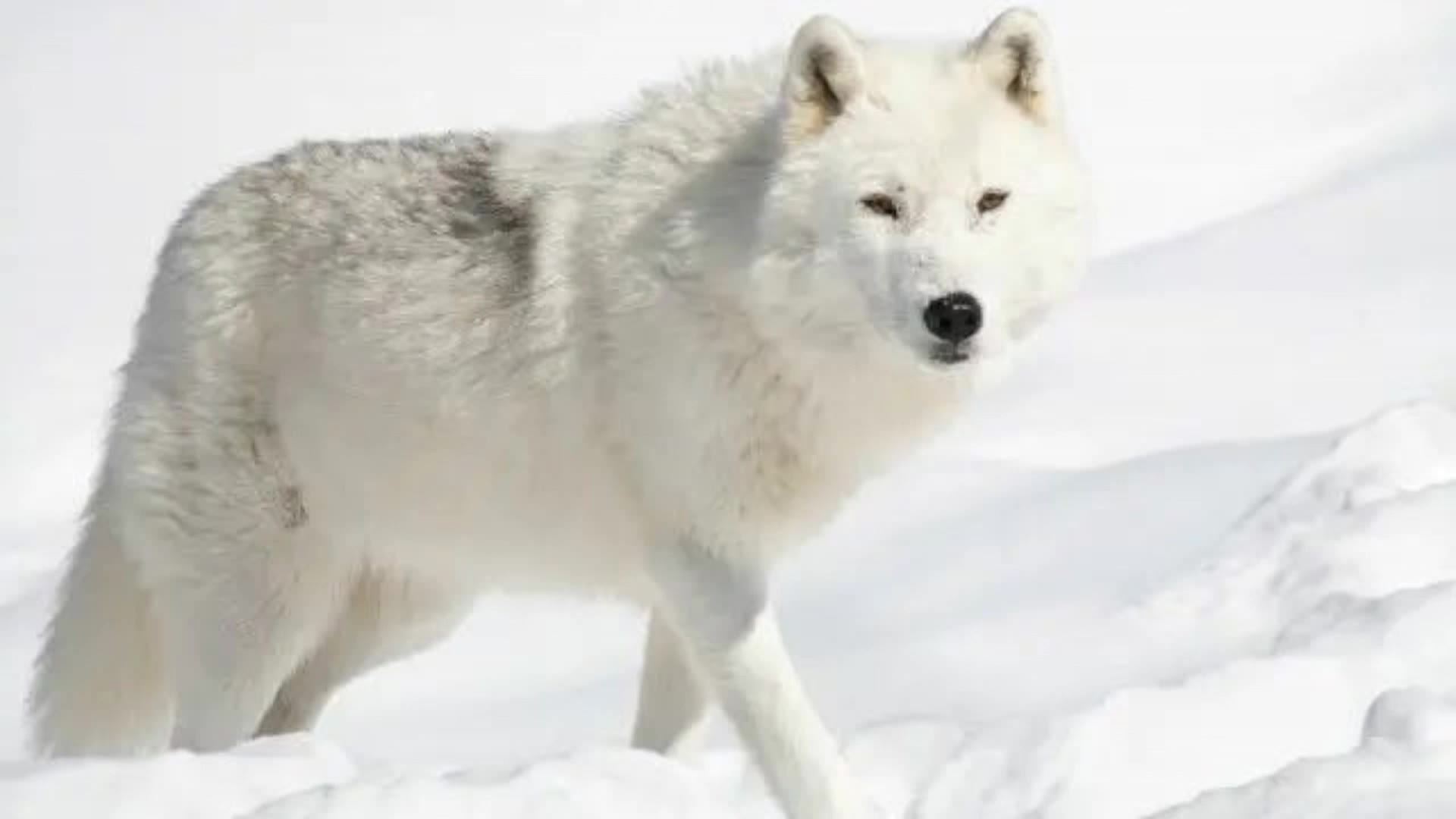 Kling AI work 311876594528735 - alpha background AI video