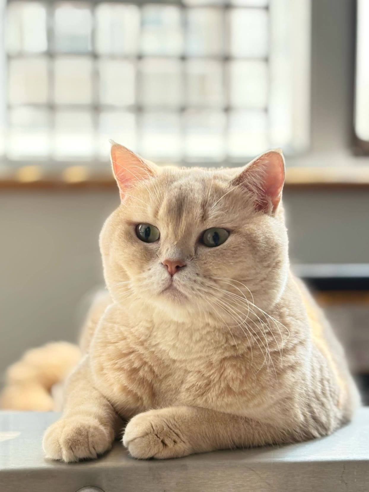 Kling AI work 318432387522343 - cat ai AI video