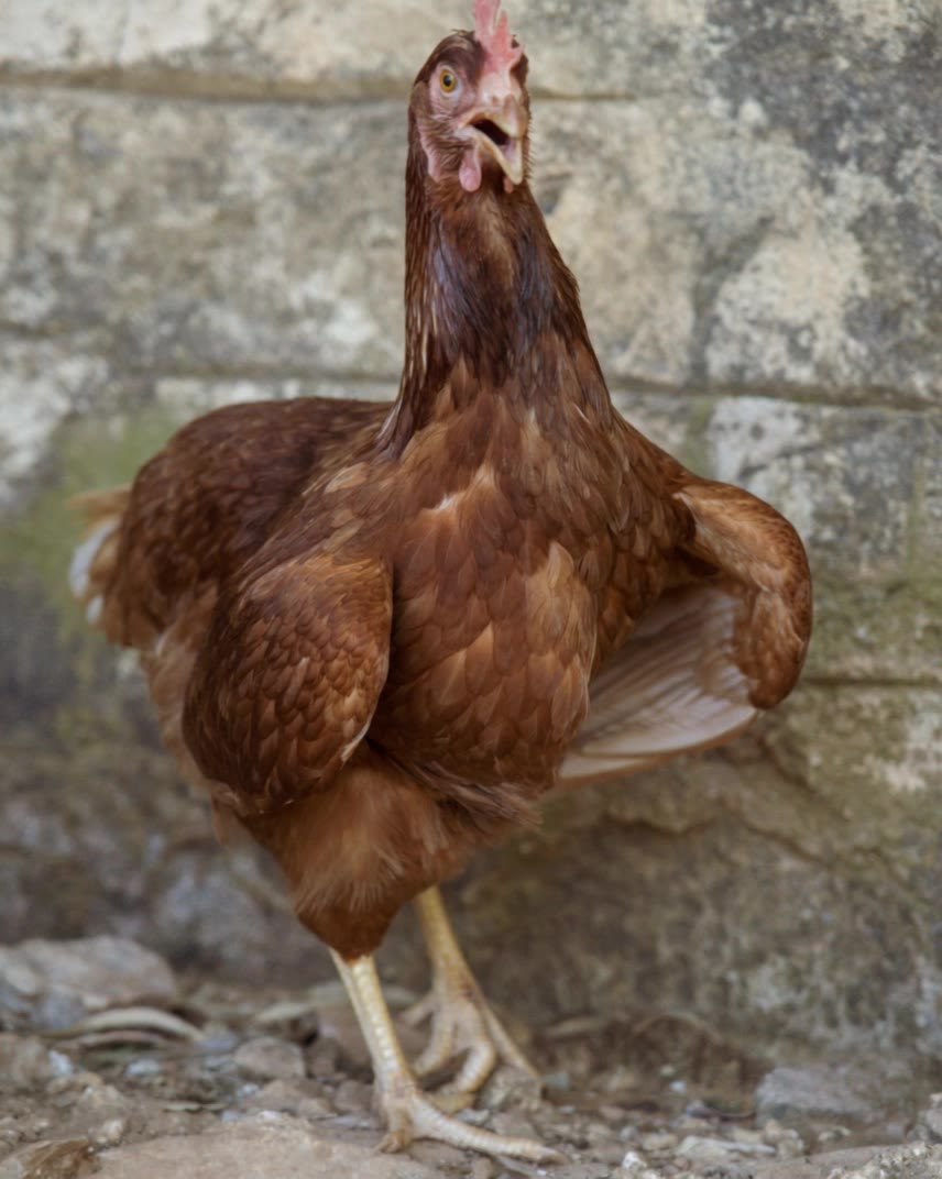 Kling AI work 313743344614766 - evolution of hen AI video