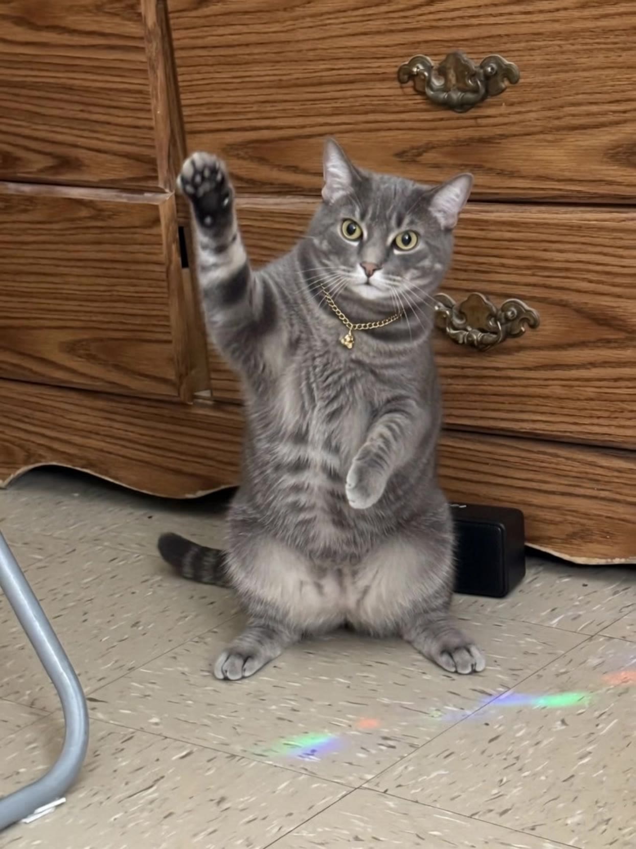 Kling AI work 313584902660014 - cat dance wallpaper AI video