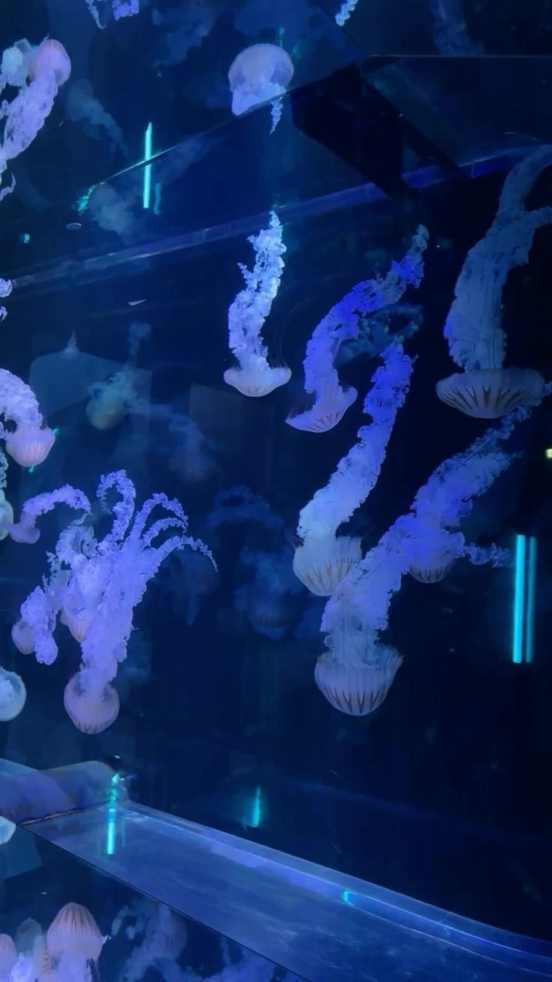 Kling AI work 297713602520736 - jellyfish shot AI video