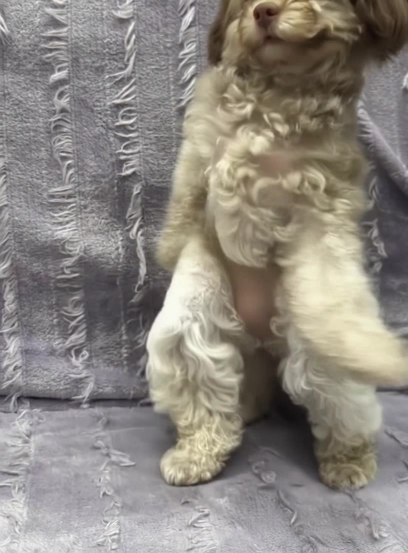 Kling AI work 299780617315768 - dog image to video AI video