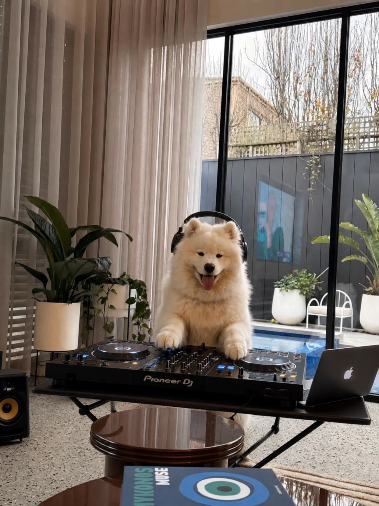 Samoyed mix - club image to video AI video