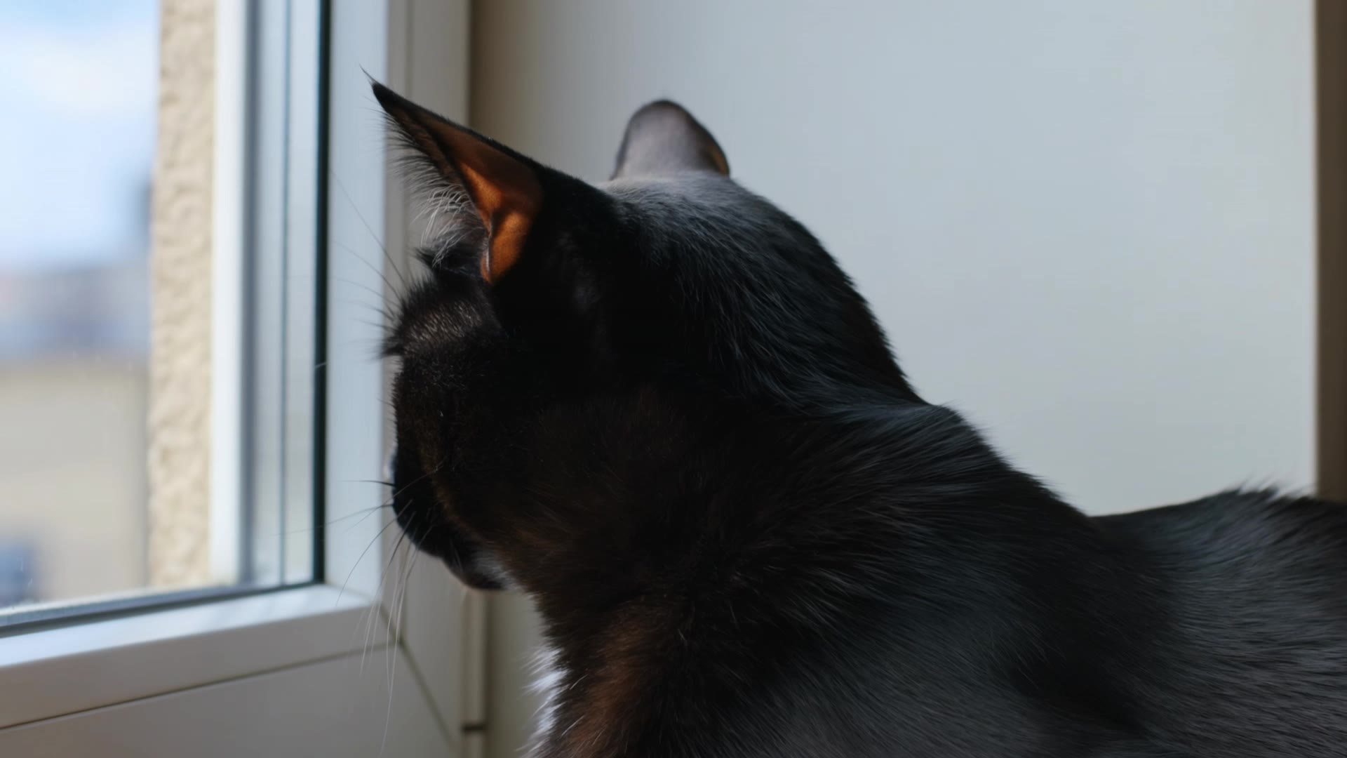 black cat - cat ai AI video