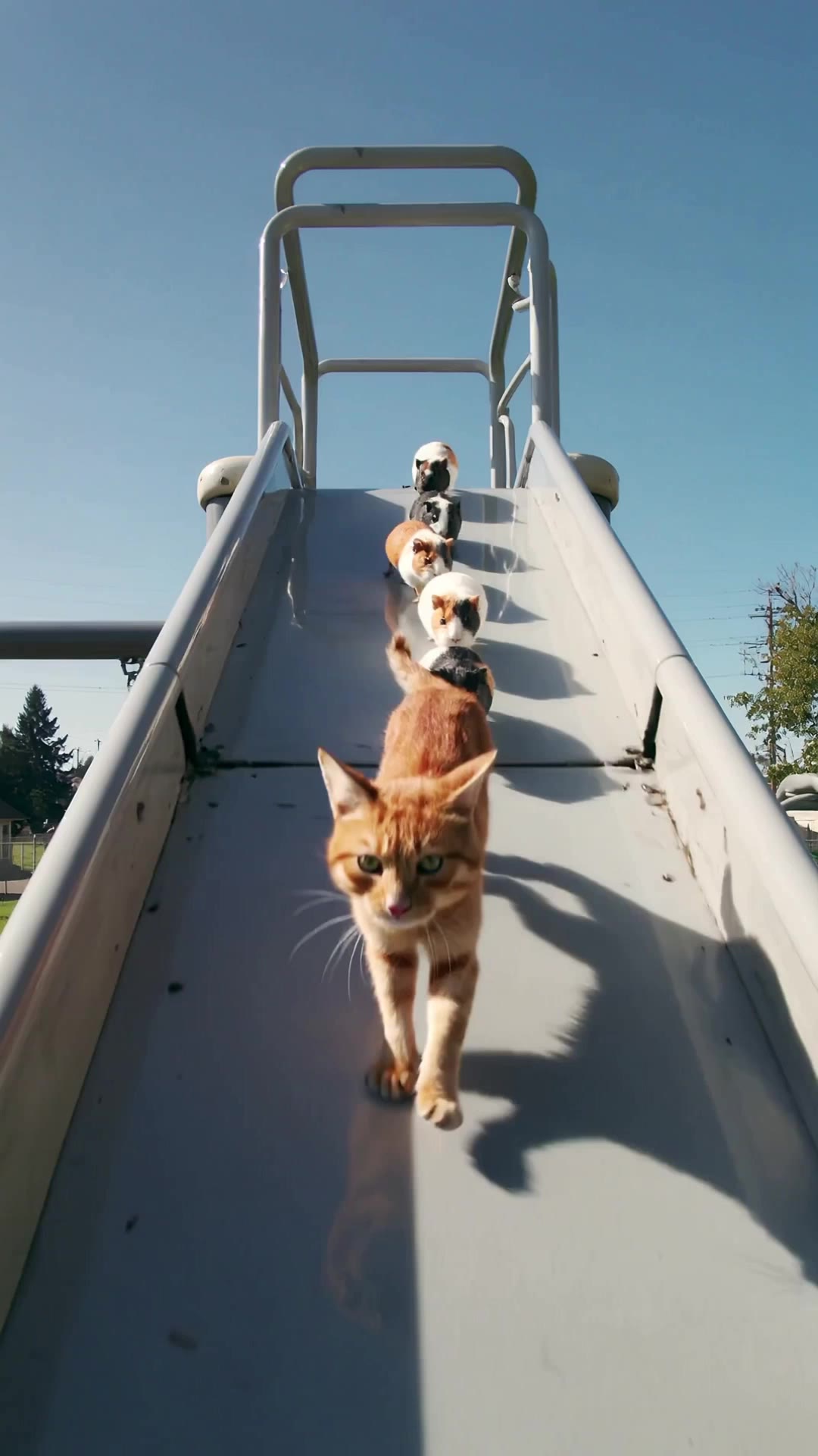 Kling AI work 295508407310798 - animals ai video AI video