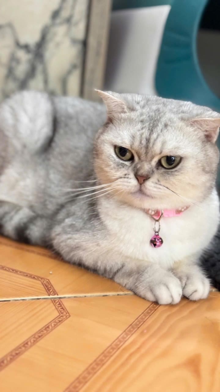 Kling AI work 312442052614533 - cute cat ai AI video