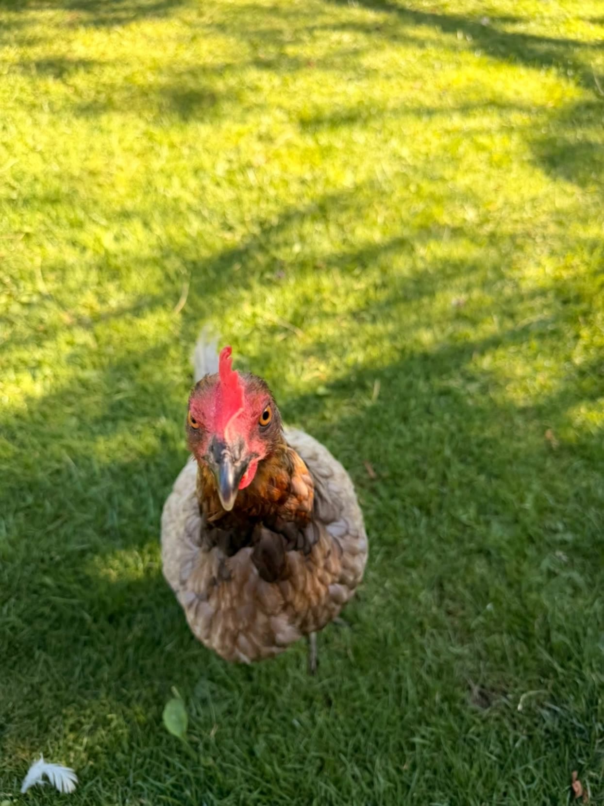 Kling AI work 317237486662733 - evolution of hen AI video