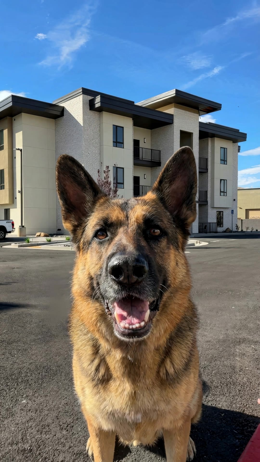Realistic Dog at Apartments - dog image to video AI video
