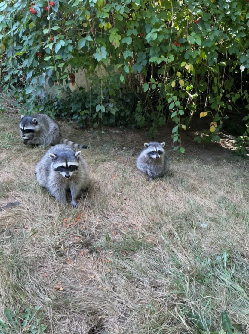 Religious Raccoons  - background audio remover AI video