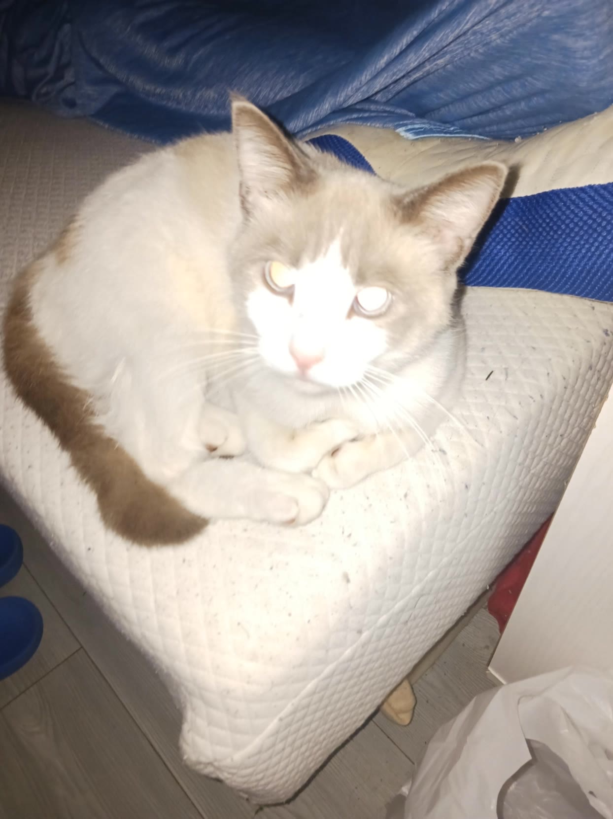 My cat dancing and singing - cat dance wallpaper AI video
