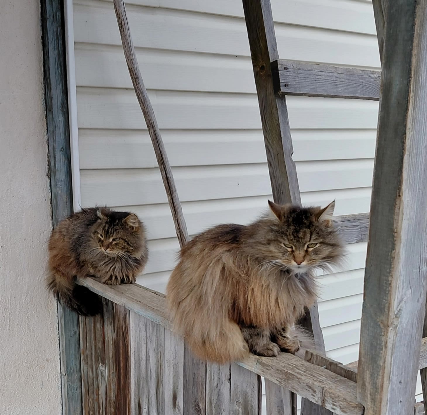 Kling AI work 306683384661912 - ai cats AI video
