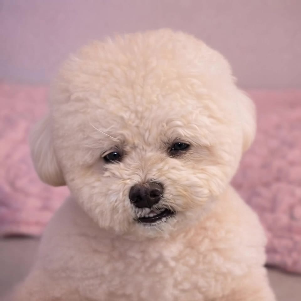 Kling AI work 299348217525108 - dog image to video AI video
