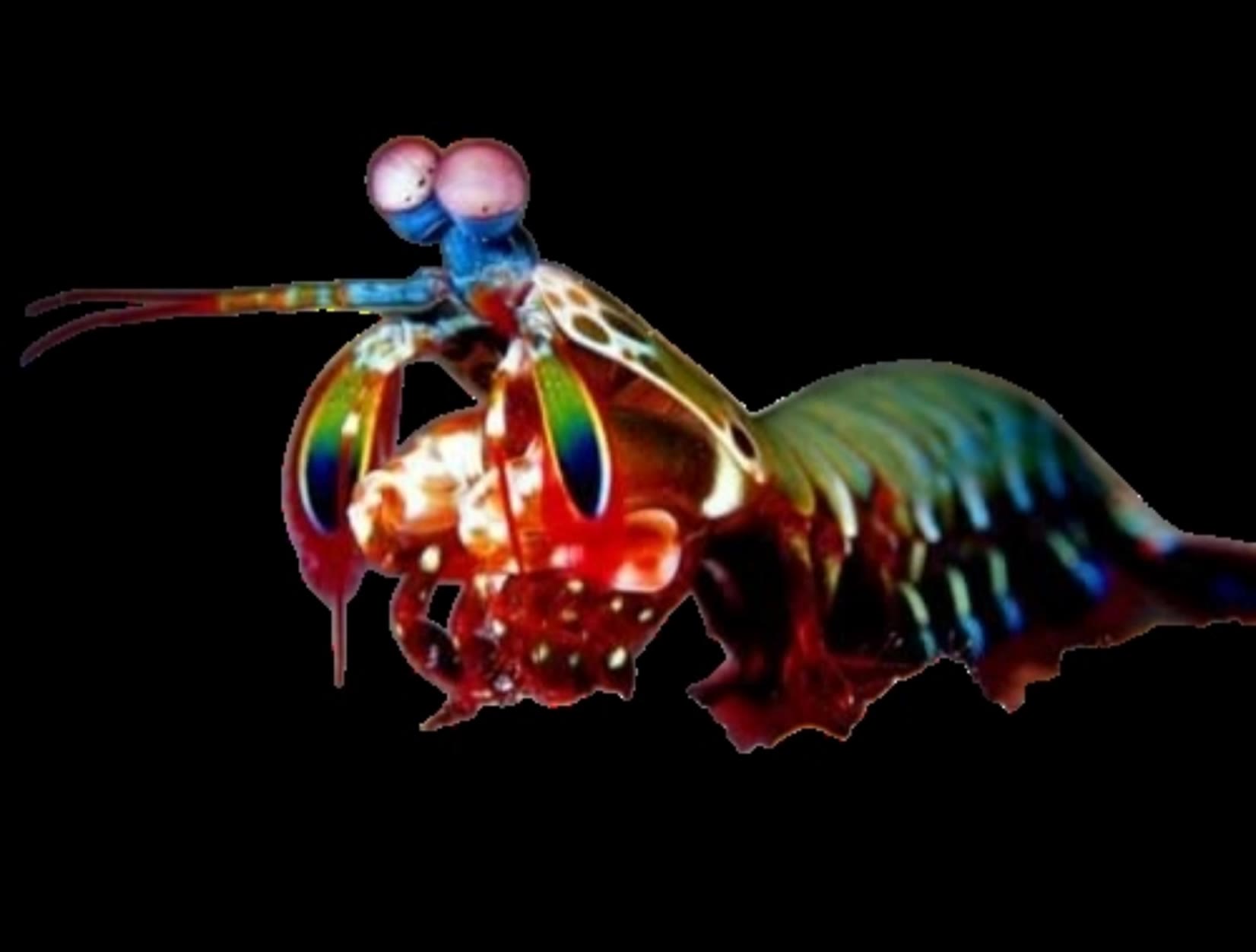 Kling AI work 311196564618735 - new mantis skin AI video