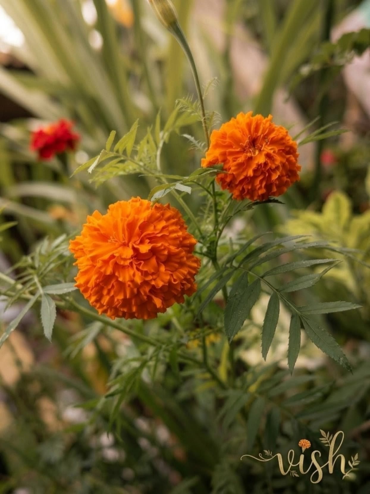 Kling AI work 312199040618913 - pictures of flowers in nature AI video