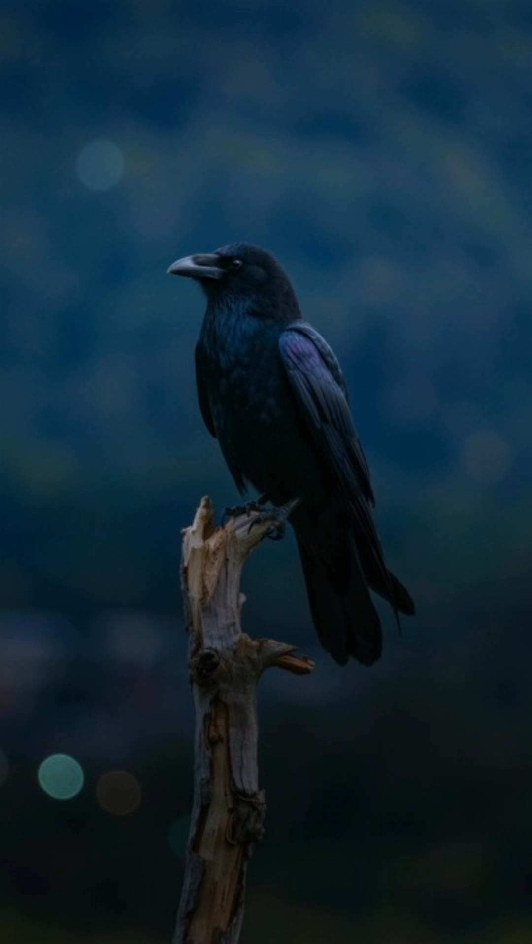 moody raven  - raven thick videos AI video
