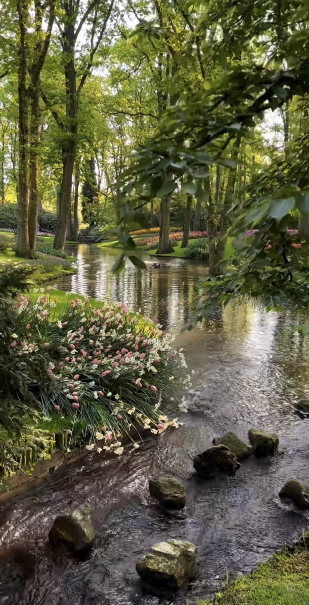Kling AI work 311490635500536 - pictures of flowers in nature AI video