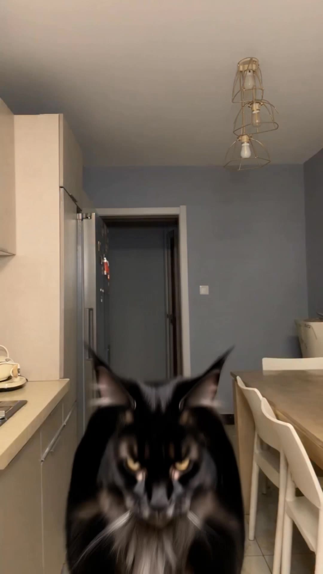 Dancing Maine Coon. Dancing Cat - ai cat video AI video