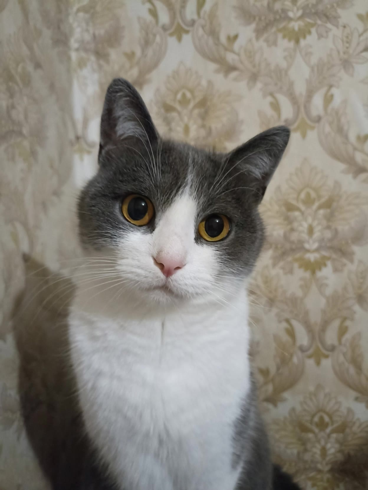 Kling AI work 313847511526251 - cat dance wallpaper AI video