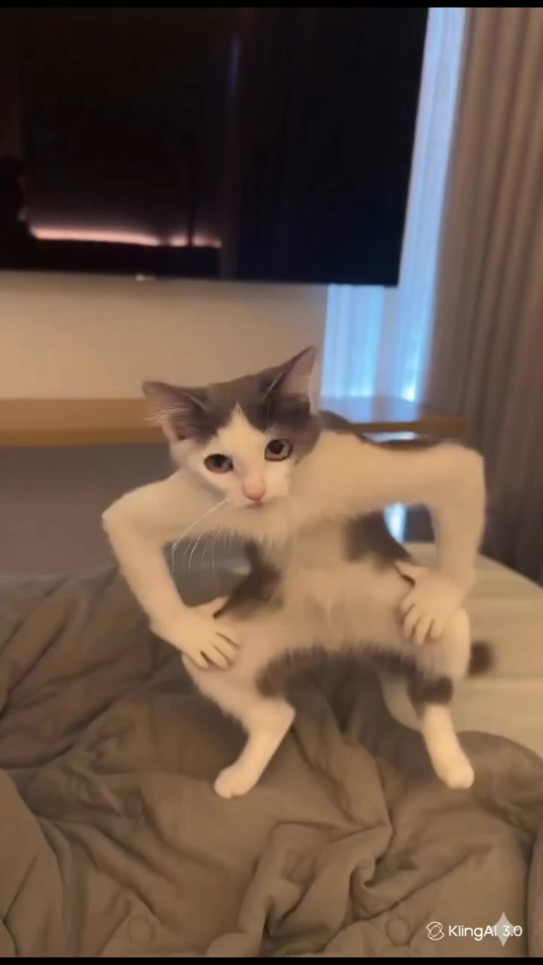 Kling AI work 317024107300200 - cat dance wallpaper AI video