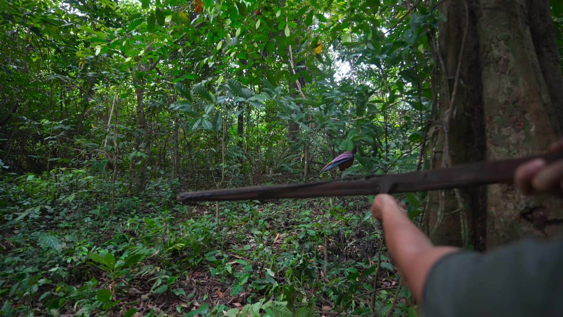 HUMAN IN JUNGLE - parrot jungle trail AI video