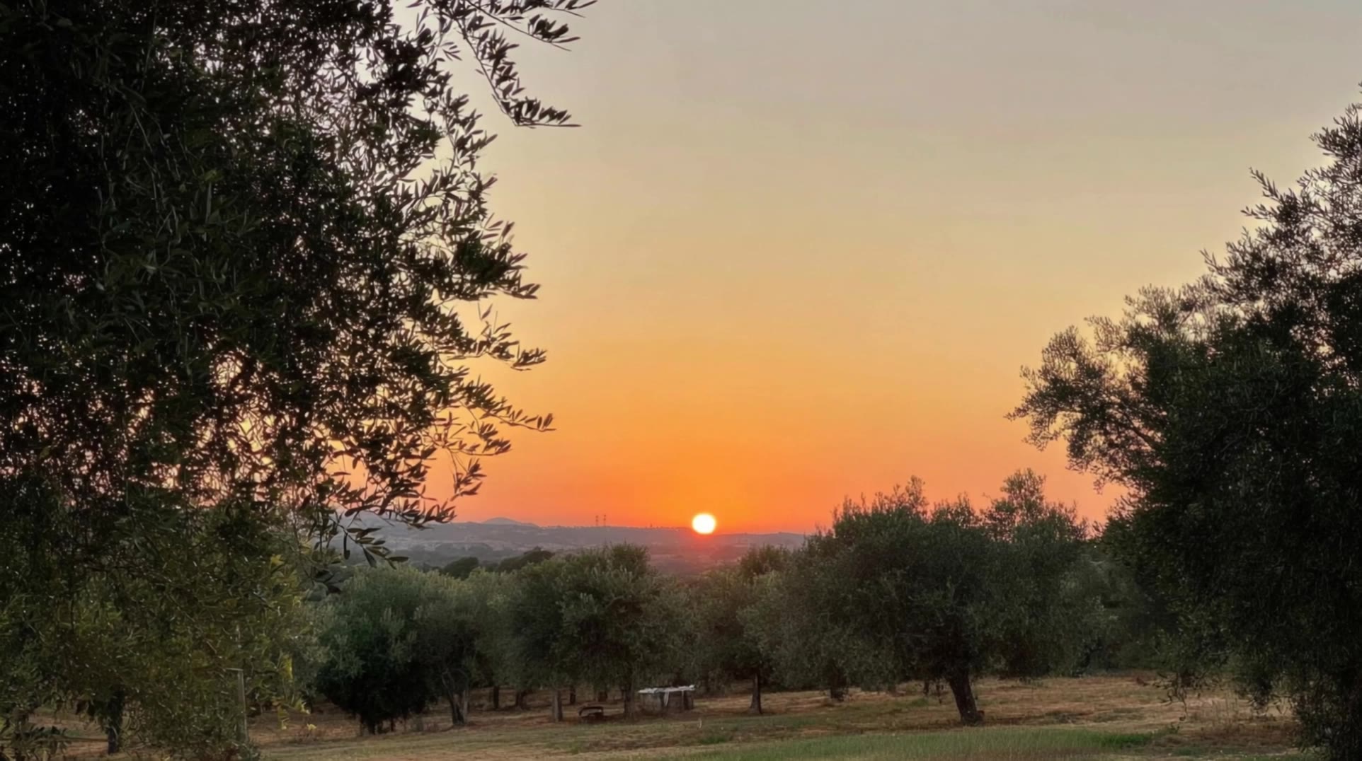 Sunset in the olive grove - olive skin tone celebrities AI video