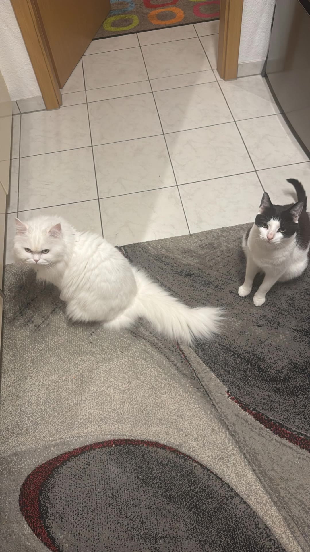 Dancing cat - hip picture AI video