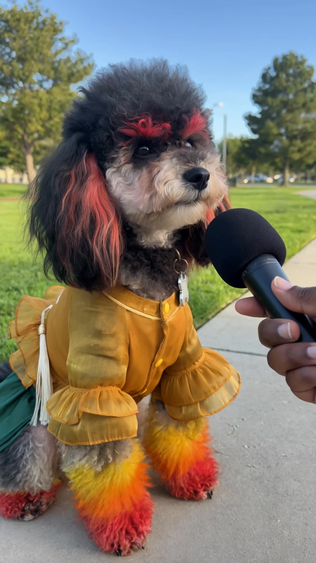 Cute Dog Interview - dog image to video AI video