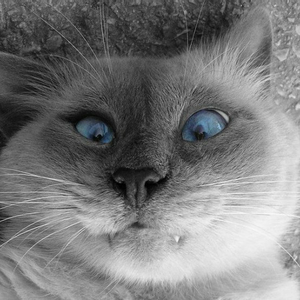 Andrey_byvfh avatar