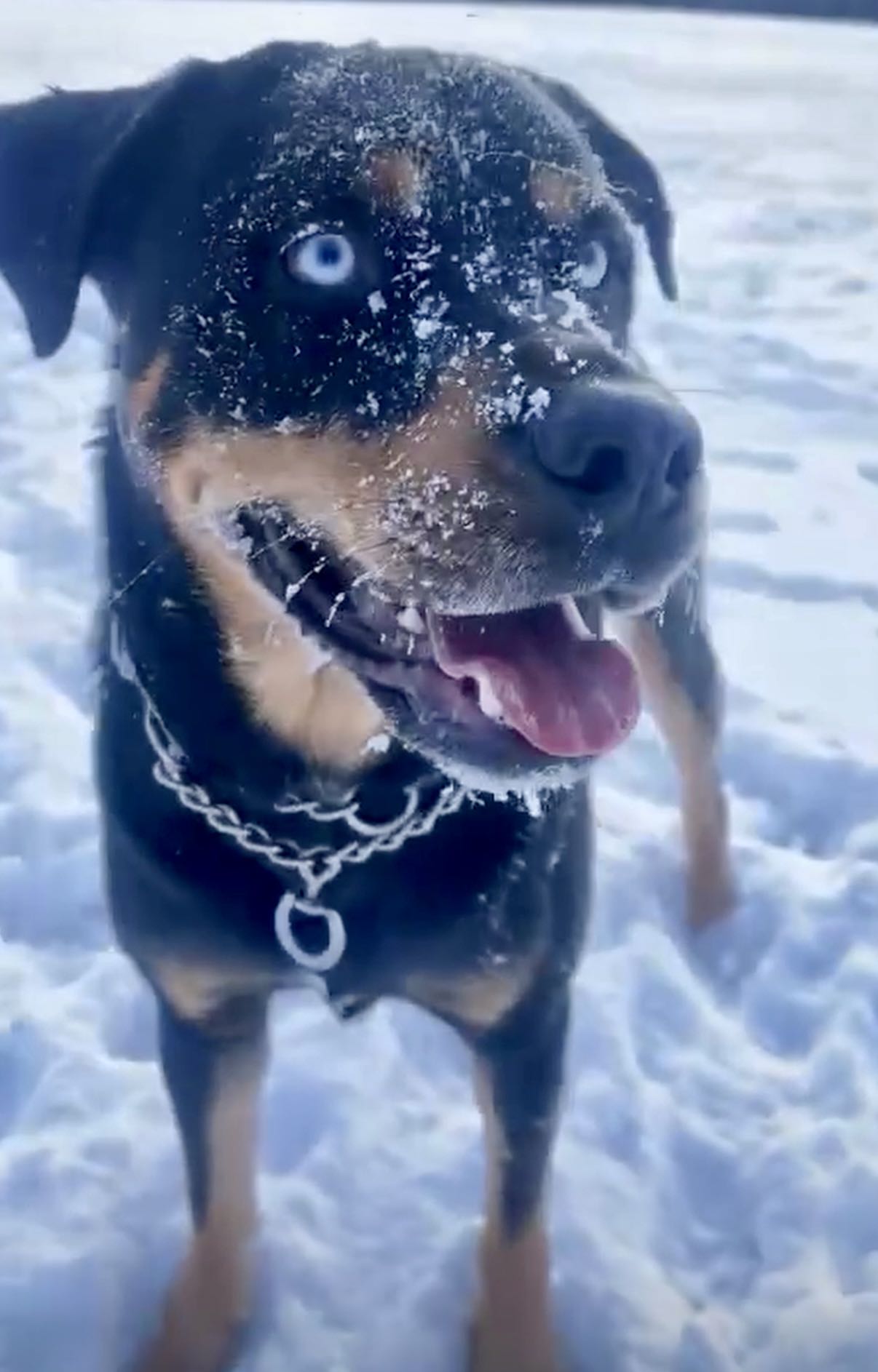 SparkBark avatar