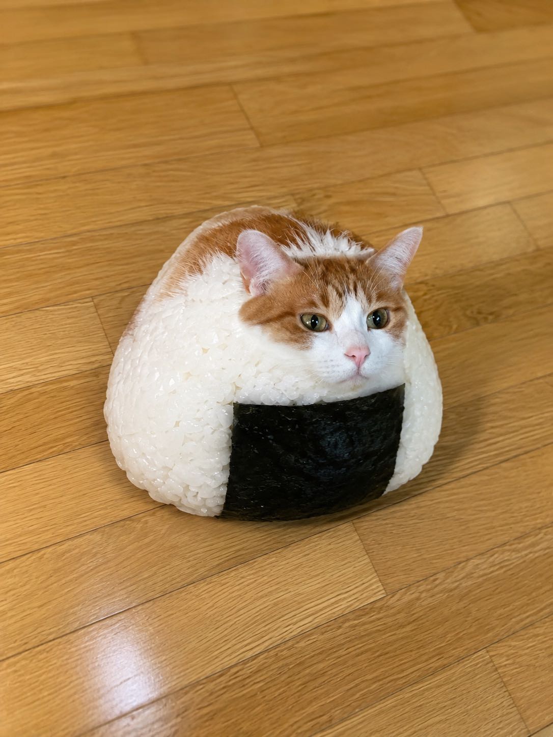 _cat_huni_ avatar
