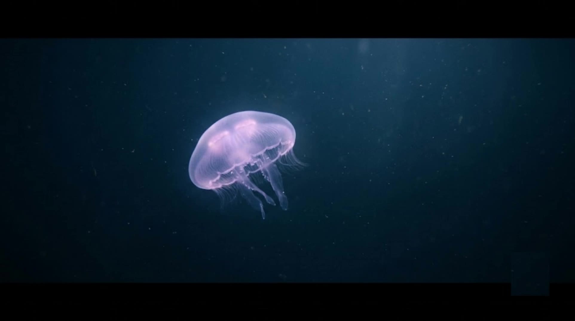 Peaceful Jellyfish - Sleep Medit - sleep animation AI video
