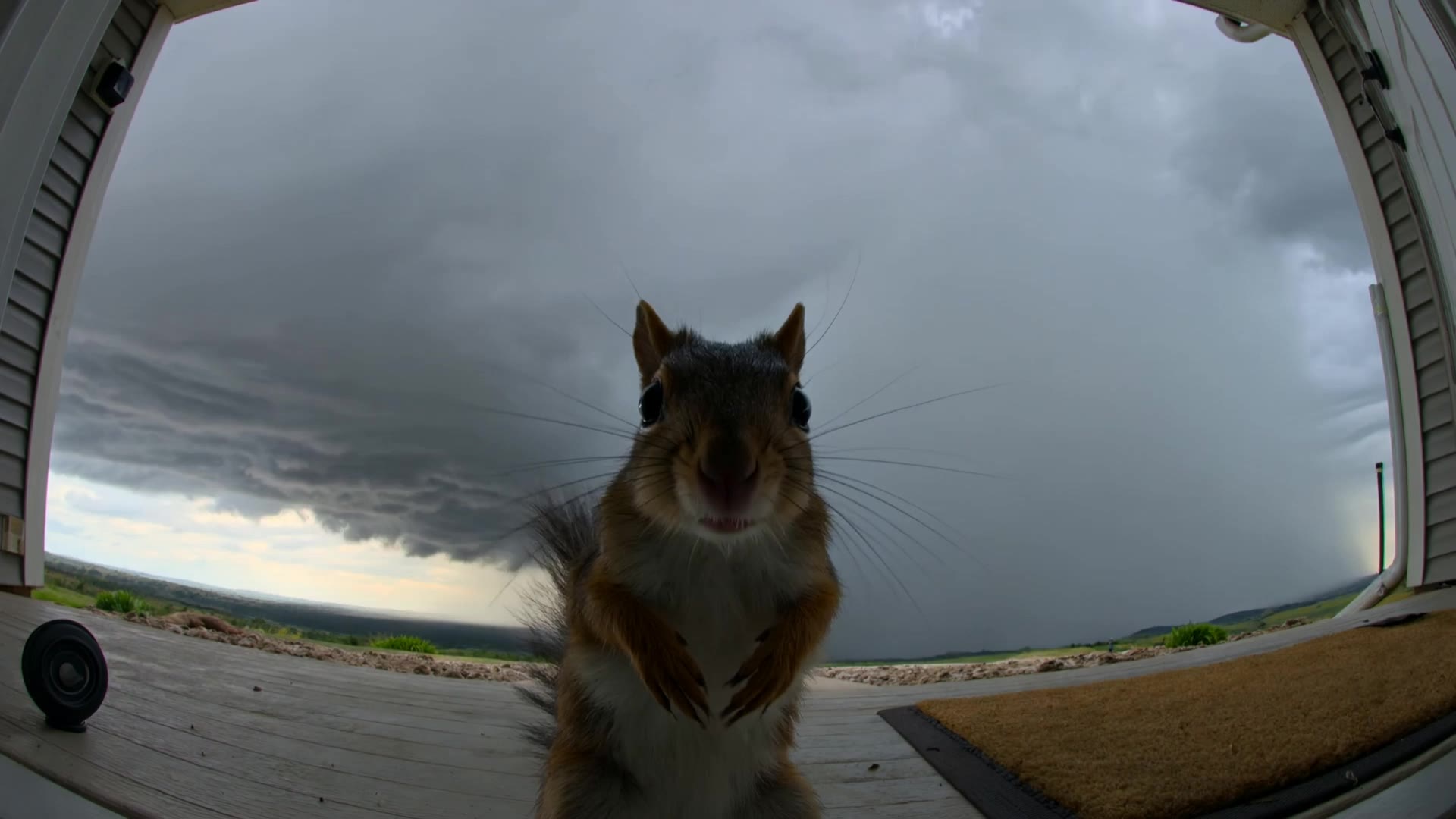 Kling AI work 314487096666077 - flying squirrel images AI video