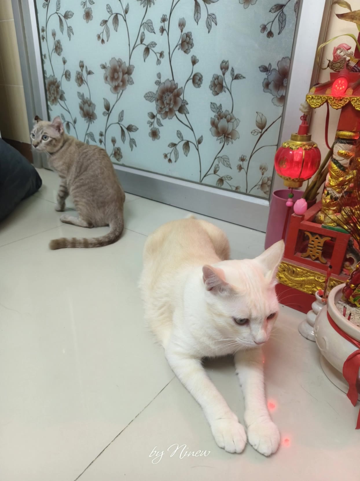 Kling AI work 314802043668217 - cat dance wallpaper AI video