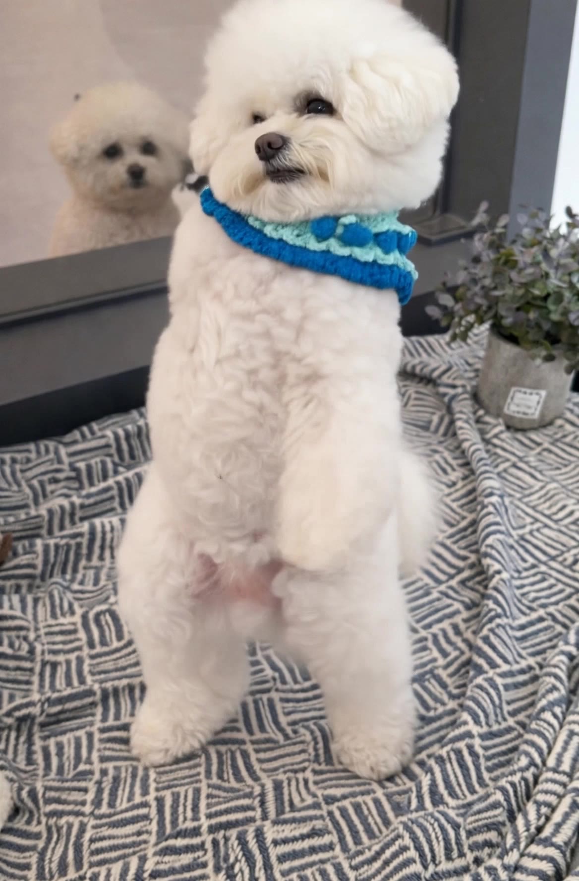 Kling AI work 299316983617310 - dog image to video AI video