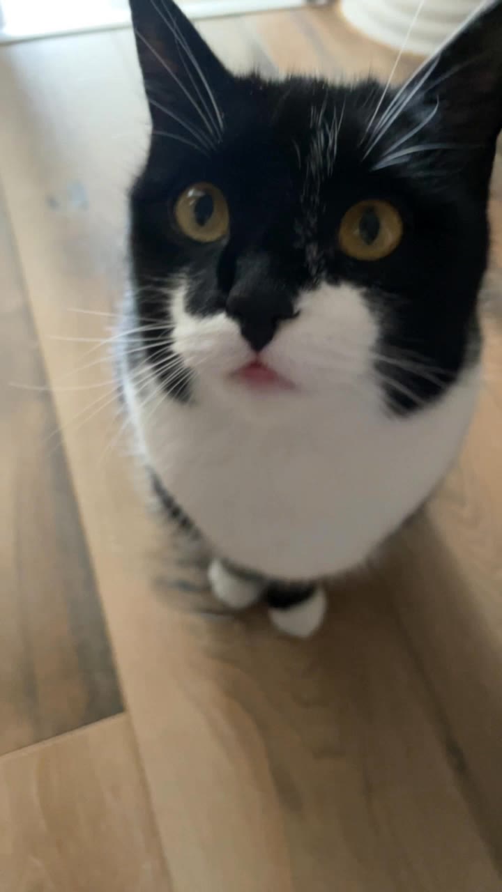 Cute Cat - cute cat ai AI video