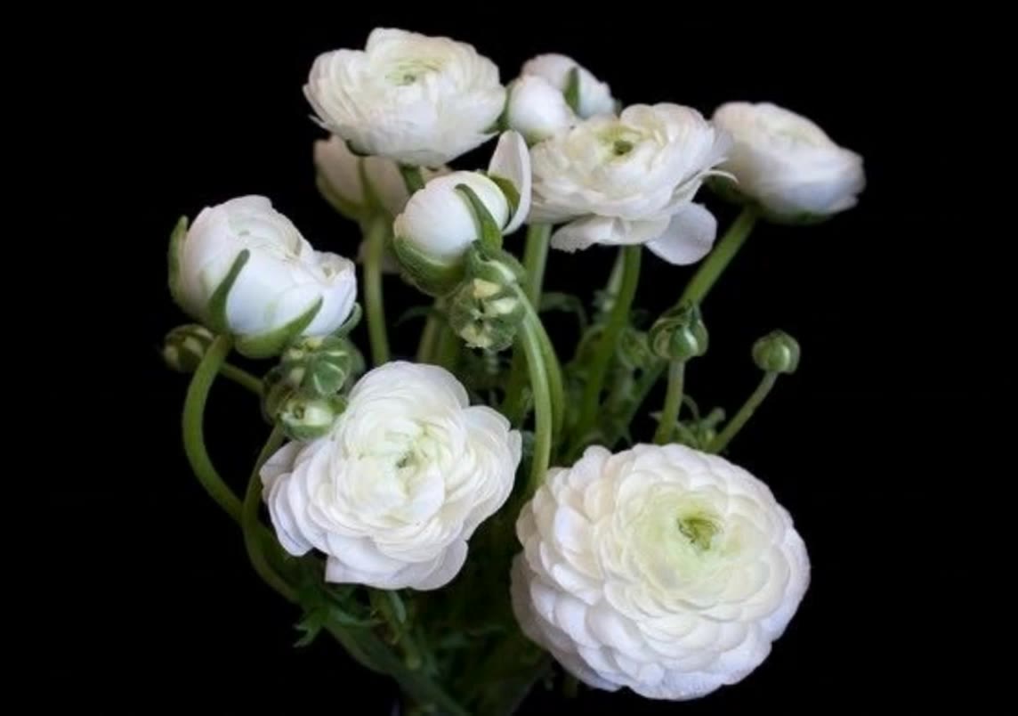 Flowers  - pictures of flowers in nature AI video