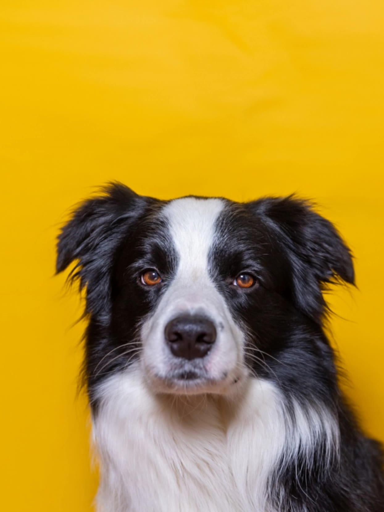 Kling AI work 312892216662300 - animal randomizer AI video
