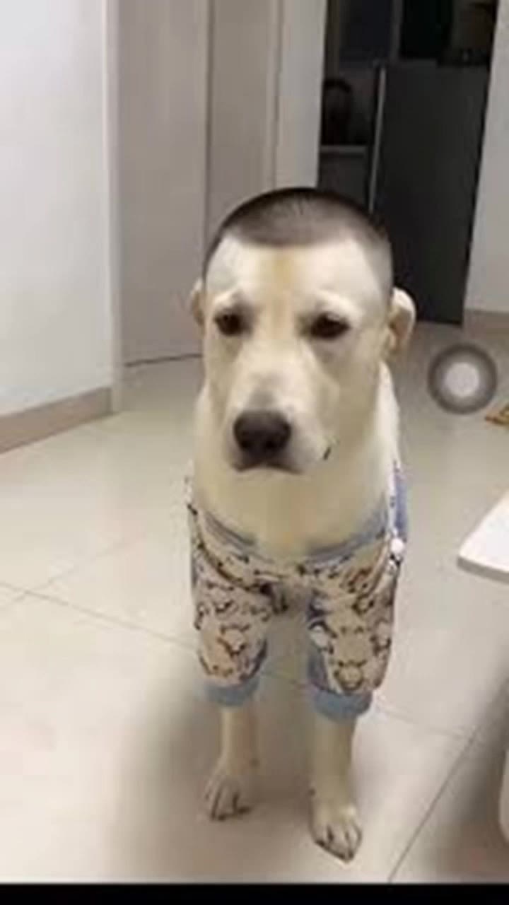 Kling AI work 310703259300514 - patterned ai AI video