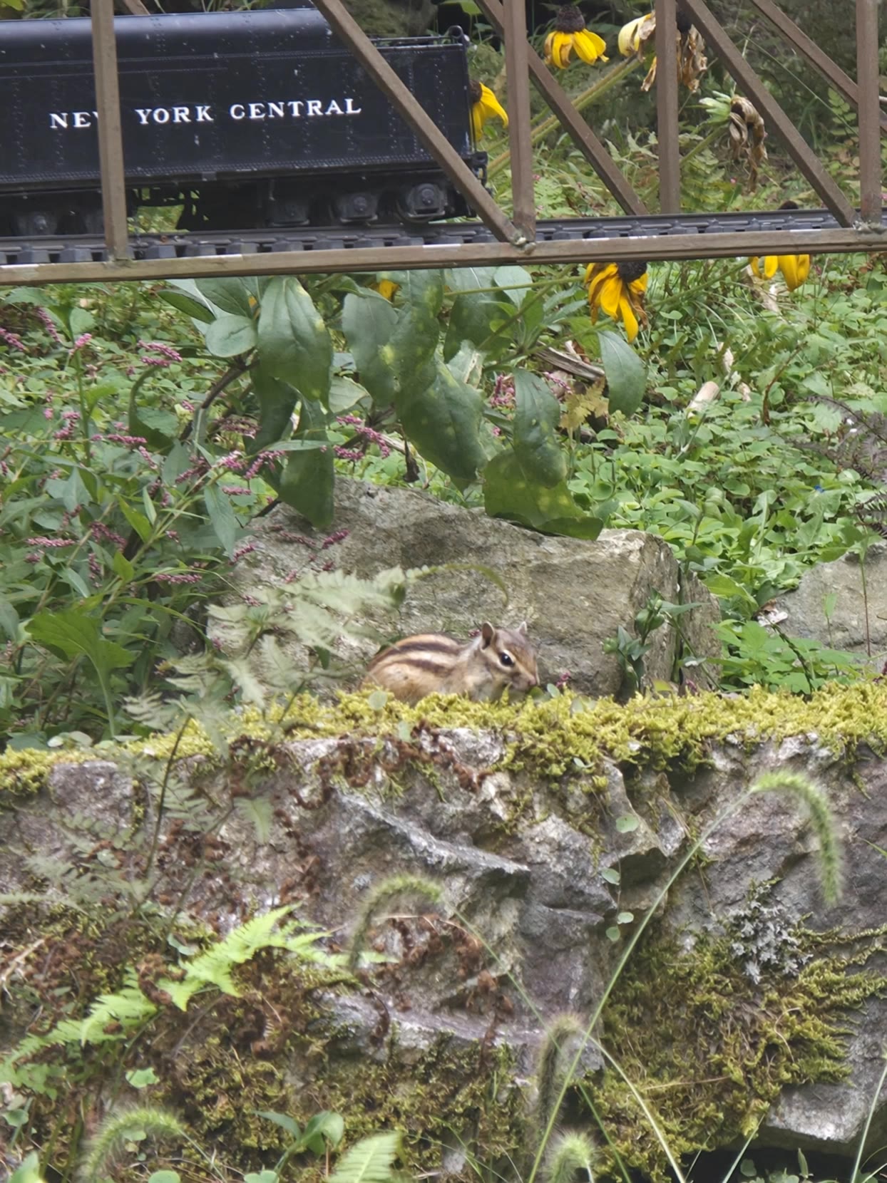 ⚡ SQUIRREL THUNDER⚡ - flying squirrel images AI video