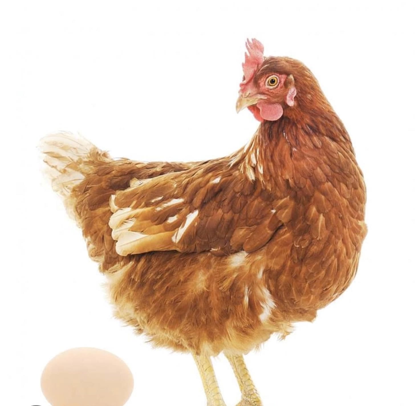 Kling AI work 318837268501482 - evolution of hen AI video