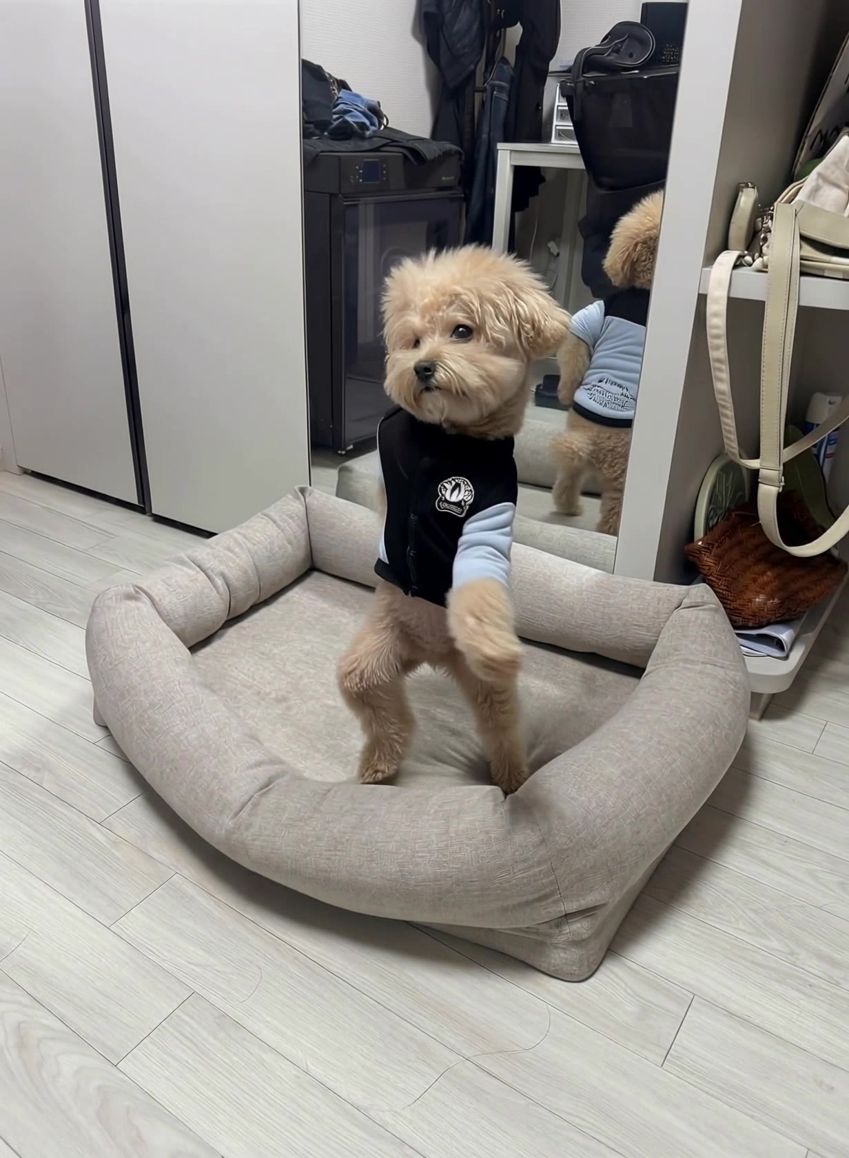 Kling AI work 299181573615952 - dog image to video AI video