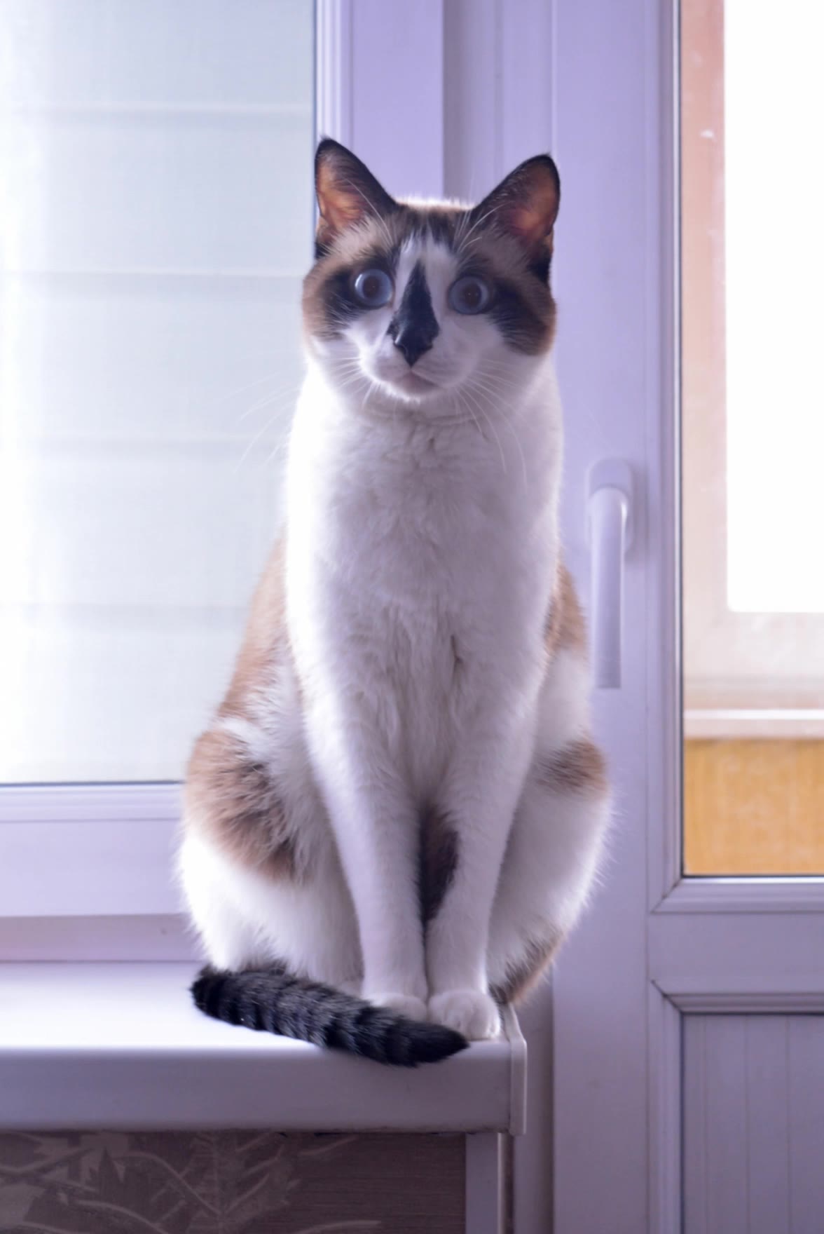 beautiful cat - photo animation AI video
