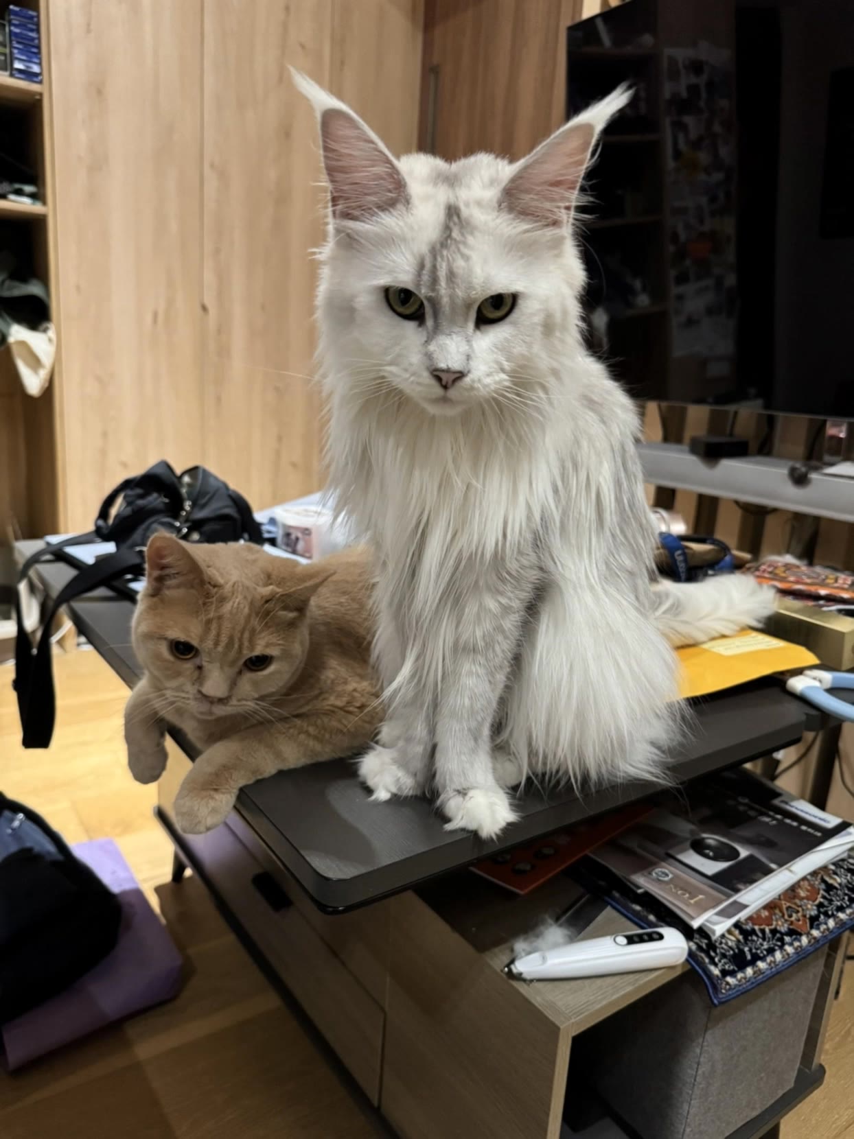 Cats - ai cats AI video