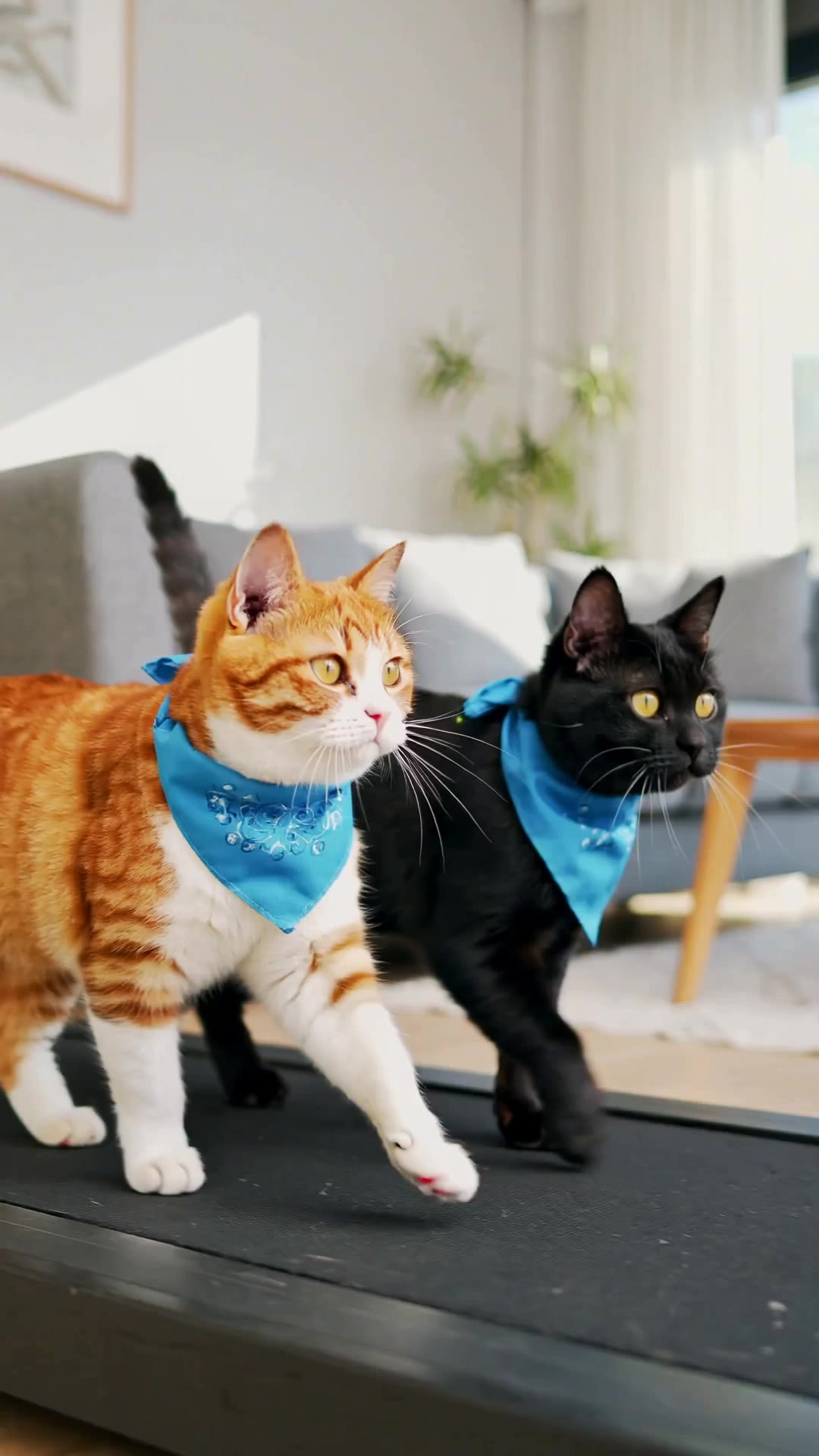Kling AI work 296669797614346 - ai cats AI video